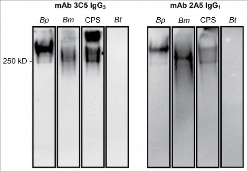 Figure 1. Western blot confirming binding of mAbs to CPS. B. pseudomallei (Bp) 1026b, B. mallei (Bm) China 7, CPS purified from Bp RR2683, or B. thailandensis (Bt) E264 were incubated with proteinase-K, separated by SDS PAGE, and subsequently transferred to a nitrocellulose membrane. Membranes were probed with 0.5 µg of mAb and binding was detected with an HRP-conjugated goat anti-mouse kappa chain antibody. IgG3 mAb 3C5 and IgG1 mAb 2A5 bind to a high molecular weight, proteinase-K resistant antigen found in B. pseudomallei, B. mallei, and purified CPS. No mAb binding was visualized against B. thailandensis, which lacks CPS.