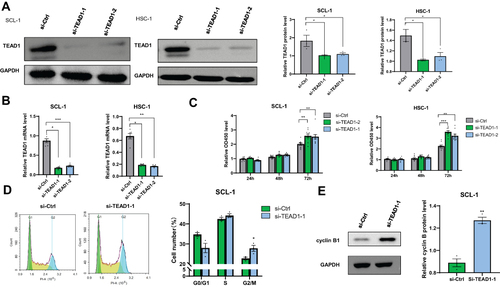 Figure 2 Effect of down-regulation TEAD1 on cell proliferation and cell cycle. (A and B) TEAD1 RNA and protein expression (48 hours after transfection) was measured after TEAD1-siRNA interference. (C) Cells were transfected with TEAD1 siRNA, and MTT assay was performed after 24, 48, and 72 hours. (D) The cell cycle profiles were analyzed 48 hours after siRNA by flow cytometry. (E) Cell cycle regulators were analyzed by Western blot analysis after TEAD1 knockdown, with GAPDH being an internal control. All the quantitative data are presented as mean standard error of the mean (SEM). *P < 0.05, **P < 0.01, ***P < 0.001.