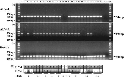 Figure 2. PCR detection of ALV-J, ALV-A and dual infections of both subgroups. Twenty-five of the samples depicted in Figure 1 have been selected to demonstrate the PCR results recorded for these samples. This includes seven isolates of ALV-J alone, two isolates of ALV-A alone and the entire 16 dual infections of both ALV-J and ALV-A made during the period May 2001 to December 2003. 2a: Samples tested by ALV-J specific PCR using the primers H5 and H7b: lane 1, 1 kb ladder; lane 2, ALV-J-positive control; lane 3 to lane 27, over-lined are 25 ALV samples isolated using C/O CEFs during the period May 2001 to December 2003; lane 28, Genomic DNA extracted from a tissue culture negative control; lane 29, PCR negative control (H5/H7b); lane 30, 1 kb ladder. The 544 bp band amplified from ALV-J-positive samples is indicated. 2b: Samples tested by ALV-A specific PCR using the primers H5 and EnvA: lane 1, 1 kb ladder; lane 2, ALV-A-positive control; lane 3 to lane 27, 25 ALV samples isolated using C/O CEFs during the period May 2001 to December 2003; lane 28, genomic DNA extracted from a tissue culture negative control; lane 29, PCR negative control (H5/EnvA); lane 30, 1 kb ladder. The 694 bp band amplified from ALV-A positives samples is indicated. 2c: Samples subject to chicken β-actin control PCR using the primers Baf and Bar: lane 1, 1 kb ladder; lane 2, chicken genomic DNA control; lane 3 to lane 27, 25 ALV samples isolated using C/O CEFs during the period May 2001 to December 2003; lane 28, tissue culture negative control; lane 29, PCR negative control (Baf/Bar); lane 30, 1 kb ladder. The 401 bp band amplified from ALV positive samples is indicated. Importantly the tissue culture negative control (lane 28, from which no product was seen with both ALV-J and ALV-A PCR) did generate this 401 bp fragment, demonstrating the presence of chicken genomic DNA. 2d: Tabulated results of the PCR tests indicating the source of the flock of the samples.