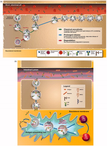 Figure 3. FcRn-dependent recycling and protection of monomeric IgG versus degradation and potentially presentation of complexed IgG. (a) In endothelial cells, IgG molecules or IgG Fc-fusion proteins can be internalized by fluid-phase processes such as pinocytosis. FcRn is present within EEA-1 positive early endosomes (Ober et al., Citation2004b), where acidic pH allows interaction between FcRn and the Fc region of IgG molecules. In non-polarized endothelial cells, FcRn co-localizes with Rab4+ and Rab11+ vesicles in both fusion and fission events with the sorting endosome (Ward et al., Citation2005). Exocytosis of FcRn--IgG complexes is associated with a compartment positive for Rab11, but not Rab4 (Ward et al., Citation2005) and occurs via classical exocytosis, in which the exocytic vesicle fuses completely with the cell membrane and a “prolonged-release” where the vesicle only partially fuses with the cell membrane in repetitive cycles (Ober et al., Citation2004a). The slower-release mode is characterized by periodic, stepwise release of IgG, rather than the rapid burst that is observed for complete fusion events. In both processes, neutral pH of the bloodstream facilitates dissociation of IgG from FcRn and its release into the systemic circulation. In contrast, proteins not bound to IgG or unbound effector molecules are directed into LAMP-1+ lysosomes and subsequent undergo degradation. (b) FcRn-dependent degradation of IgG-immune complexes. Classical FcγRs on the surface of APCs can bind IgG containing immune complexes, leading to their internalization. In the acidic environment of the endosome, generated, at least in part, by the actions of V-ATPase, the immune complex is released from the internalizing FcγR and subsequently bound by FcRn. FcRn then directs the antigen within the immune complex into antigen processing pathways conducive to the generation of epitopes for loading onto both MHC class I and MHC class II molecules. Thereby, the same APC can effectively prime both CD4+ and CD8+ T cells in FcRn-dependent pathways.