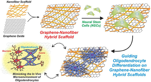 Figure 21 Schematic diagram of fabrication and application of GO-based nanofiber hybrid scaffolds for enhancing the differentiation of mature oligodendrocytes in stem cells.