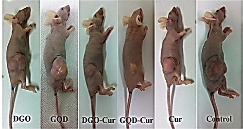 Figure 11. After 14 days of mice body observation treated with PBS, DGO, GQD, DGO Cur, GQD–Cur, and Cur specimens [Citation71]. Copyright (2014) Nature.