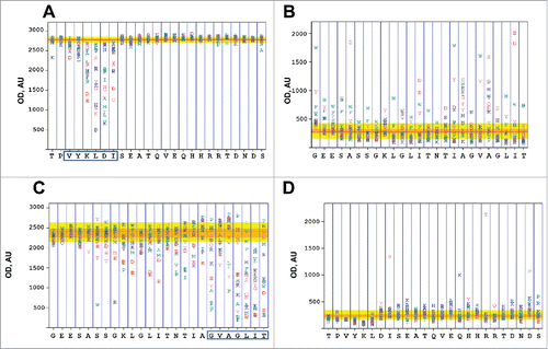 Figure 2. Full substitution mutagenesis of mAbs 13C6 and 6D8. The letter plots depict pepscan results for each peptide on the X axis with recorded intensities (optical density, OD) expressed in arbitrary units (AU) plotted on the Y axis. (A) Binding of mAb 6D8 to a full series of substitutions of 391TPVYKLDISEATQVEQHHRRTDNDS415 indicates decreased binding upon mutations to 393VYKLD397 (boxed), which is thought to be the epitope core. (B) Binding of mAb 6D8 to a full substitution series of 470GEESASSGKLGLITNTIAGVAGLIT494 indicates no binding to this stretch of amino acids. (C) Binding of mAb 13C6 to a full substitution series of 470GEESASSGKLGLITNTIAGVAGLIT494 indicates decreased binding upon mutations to 487GVAGLIT493 (boxed) and appears to be generally sensitive to introduction of negative charges into the peptides. (D) Binding of mAb 13C6 to a full substitution series of 391TPVYKLDISEATQVEQHHRRTDNDS415 indicates no binding to this stretch of amino acids.