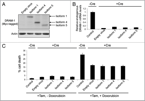Figure 4 DRAM-1 isoforms 1, 4 or 5 cannot rescue the inhibition of oncogene-induced death caused by total loss of dram-1 expression. DRAM-1fl/fl MEFs expressing the tamoxifen-inducible adenovirus onco-protein E1A-ER were infected with DRAM-1 isoforms 1,4 and 5 or the empty retrovirus vector. Expression of DRAM-1 SV1, 4 and 5 were validated by western blot (A). These panels of cells were then infected with the Cre retrovirus to induce recombination, and an empty vector where indicated (-Cre). DRAM-1 excision was validated at the message level by RT-PCR (B). MEFs were treated with 500 nM of 4-hydroxy tamoxifen for 8 h to activate E1a in this system. The cells were then treated with 0.2 µg/ml doxorubicin. After 24 h, both adherent and floating cells were harvested and the extent of cell death measured by flow cytometry for the percentage of cells with sub-G1 DNA content. The data are representative of what was observed in three independent experiments and error bars indicate standard deviation (C). Tam, 4-hydroxytamoxifen.