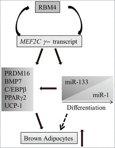 Figure 8. RBM4 and MEF2C constitute a feed-forward circuit which enhances BA-specific signaling. Upregulated RBM4 mediates skipping of the MEF2Cγ region, which substantially enhances its transactivation activity on BA-specific factors and RBM4. Moreover, the MEF2Cγ- isoform reprograms the myomiR-1/133 profile which also independently enhances the expression of BA-specific factors.