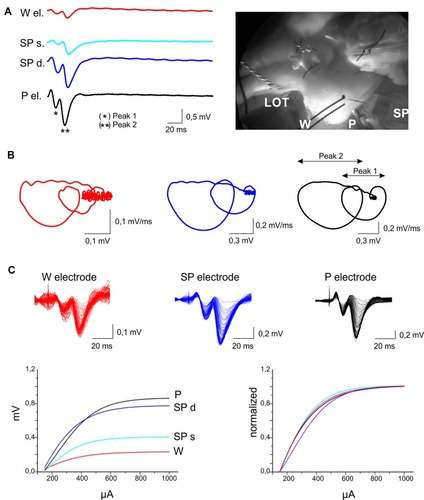 Figure 3 Acute field potential recordings with SCBI-based and standard electrodes. (A) Simultaneous electrophysiological recordings performed with SCBI electrodes (W; red traces), a glass micropipette (P; black traces) and a 16-channel silicon probe (SP; blue traces) in the entorhinal cortex of the in vitro isolated guinea pig brain preparation in response to lateral olfactory tract (LOT) stimulation at 0.1 Hz, 50 µA, 0.1 ms (average of five responses); photograph of the electrode setting in the right panel. Two potentials were recorded with the multichannel SP at the pial surface (light blue, SPs) and at 500 µm depth (dark blue; SPd) in the EC. (B) Loop trace plots of the averaged evoked responses in the upper rows (peak 1*, peak 2**), performed with W, M and P electrodes. (C) The upper part of the panel shows superimposed responses recorded with the three electrode types (color codes as in A) during increasing LOT stimulus intensities. Stimulation current was gradually (10 µA steps) increased from 150 to 1000 µA. Averaged CVC (changes in voltage amplitude in response to increasing current stimulation of the LOT) are illustrated in the lower-left panel. Curves normalized for the difference in amplitude due to the depth position of the electrode are illustrated in the right bottom panel.