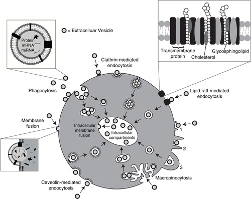 Fig. 1.  Pathways shown to participate in EV uptake by target cells. EVs transport signals between cells. EVs have been shown to be internalized by cells through phagocytosis, clathrin- and caveolin-mediated endocytosis. There is also evidence to support their interaction with lipid rafts resulting in EV uptake. Lipid rafts are involved in both clathrin- and caveolin-mediated endocytosis. EVs can be internalized by macropinocytosis where membrane protrusions or blebs extend from the cell, fold backwards around the EVs and enclose them into the lumen of a macropinosome; alternatively EVs are macropinocytosed after becoming caught in membrane ruffles. EVs may also deliver their protein, mRNA and miRNA cargo by fusion with the plasma membrane. Alternatively, intraluminal EVs may fuse with the endosomal limiting membrane following endocytosis to enable their EV contents to elicit a phenotypic response.