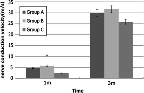 Figure 4. Electrophysiological studies in all groups. After surgery for 1 month, the nerve conduction velocity in Group B was improved markedly (p < 0.05), compared with other two groups. *p < 0.05.