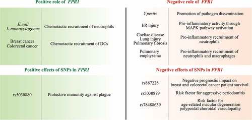Figure 1. Positive and negative roles of FPR1 in disease pathogenesis