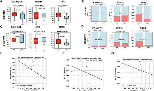 Figure 4 Association of SIRT3 expression with treatment response of human tumors and cell lines. (A) SIRT3 expression in pCR and RD groups in dataset GSE20194. (B) pCR rate in low SIRT3 and high SIRT3 groups in dataset GSE20194. (C) SIRT3 expression in pCR and RD groups in dataset GSE20271. (D) pCR rate in low SIRT3 and high SIRT3 group in dataset GSE20271. (E) Scatter plot of SIRT3 expression and AUC of drug sensitivity for tamoxifen in TNBC cell lines from the DEPMAP portal. The correlation coefficient and p-value are shown. (F) Scatter plot of SIRT3 expression and AUC of drug sensitivity for docetaxel in TNBC cell lines from the DEPMAP portal. The correlation coefficient and p-value are shown. (G) Scatter plot of SIRT3 expression and AUC of drug sensitivity for fulvestrant in TNBC cell lines from the DEPMAP portal. The correlation coefficient and p-value are shown. AUC: area under the curve.