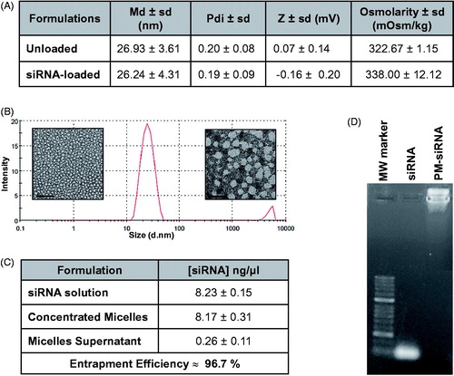 Figure 2. Physicochemical characterization of F127 PM for siRNA delivery. (A) Summary of size, polydispersity, zeta potential and osmolarity values of PM. Results are expressed as mean ± sd (n ≥ 3). (B) mean hydrodynamic diameter distribution of PM-siControl represented trough the graph of size dispersion by intensity together with TEM images of PM at different magnifications. Scale bar represents 100 nm and 50 nm, respectively. (C) siRNA entrapment efficient determined by a spectrophotometer method. Results are expressed as mean ± sd (n ≥ 3). (D) siRNA entrapment efficient determined by agarose gel retardation assay.