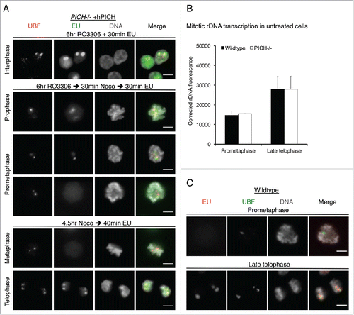 Figure 2. PICH does not appear to regulate rDNA transcription. (A) PICH−/− +hPICH cells were incubated with EU and imaged by immunofluorescence microscopy. EU (green) was detected using Alexa Fluor 488 azide, UBF (to denote the rDNA; red) was detected using a specific antibody, and the DNA (grayscale) was stained with DAPI. Scale bars, 5 μm. In the top panel, cells were arrested in G2 by RO3306 treatment for 6 hours before labeling with EU. In the middle panels, cells were released from the RO3306 arrest into medium containing nocodazole for 30 mins before labeling with EU. Cells in either prophase or prometaphase are shown. In the bottom panels, cells were arrested in prometaphase for 4.5 hours using nocodazole, and then released for 30 mins before labeling with EU. Cells in either metaphase or telophase are shown. (B/C) Asynchronously growing wild-type and PICH−/− cells were incubated with EU for 15 mins, and then imaged by immunofluorescence microscopy. rDNA transcription around the major DT40 rDNA locus was quantified in prometaphase and in late telophase cells (panel B) as described in the Materials and Methods. More than 100 prometaphase or late telophase cells were quantified in 3 independent experiments. Data points are averages ± s.d. (C) Representative examples of wild-type cells in prometaphase and late telophase stained for EU (red) and UBF (green). DNA (grayscale) was stained with DAPI. Scale bars, 5 μm.