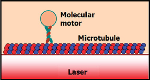 Figure 2. Schematic of microtubule and optical waveguide position in the axon.