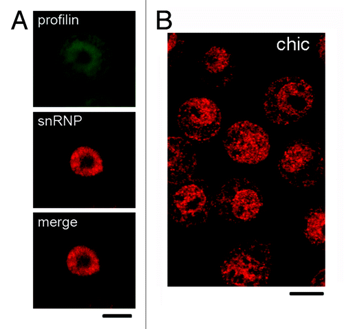 Figure 3. Localization of profilin in S2 cells of D. melanogaster. (A) S2 cells were double-labeled with ab2 anti-profilin (green) and mAb Y12 against snRNPs (red). The anti-profilin antibody was positive in both nucleus and cytoplasm, whereas Y12 labeled preferentially the nucleus. (B) S2 cells were labeled with a mAb against the product of the chickadee gene, chic. This antibody also labeled both nucleus and cytoplasm. The bars represent 5 μm.