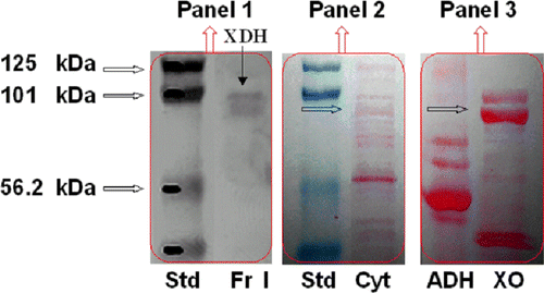 Figure 3 Western analysis of HMEC cytosol and HPLC purified fractions. SDS-PAGE electropherogram relative to prestained protein standards (Std), HMEC cytosol (Cyt), horse liver ADH (ADH) and buttermilk XO (XO) stained with red Ponceau (Panel 2 and 3), is compared to Western blot of the XDH purified fraction immunostained with XO and ADH antibodies, detected by chemiluminescence (Panel 1). One representative of at least three independent experiments are shown.