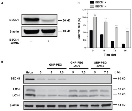 Figure 8 Knockdown of Beclin-1 (BECN1) by small hairpin RNA attenuates GNP-PEG/SV40 induced autophagic cell death. (A) Expression of BECN1 protein was successfully knocked down in HeLa cells. (B) Immunoblotting for LC3-II formation using total cell lysates from HeLa and BECN1-negative cells treated with each peptide-modified GNP at a concentration of 5.0 and 7.5 nM. (C) After GNP-PEG/SV40 (7.5 nM) treatment for different time periods (24 to 96 hours), cell death was significantly attenuated in BECN1-negative HeLa cells compared with control cells.Notes: Data are shown as the mean ± standard error of the mean. ***P < 0.001.Abbreviations: ADV, adenovirus; GNP, gold nanoparticle; PEG, poly(ethylene glycol); SV40, simian virus 40 large T antigen.