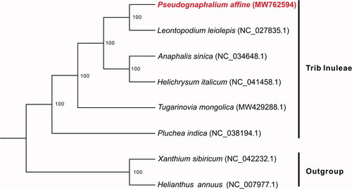 Figure 1. Maximum likelihood phylogeny based on eight complete chloroplast genome sequences, with Xanthium sibiricum and Helianthus annuus as the outgroup. The number on each node indicates the bootstrap value.