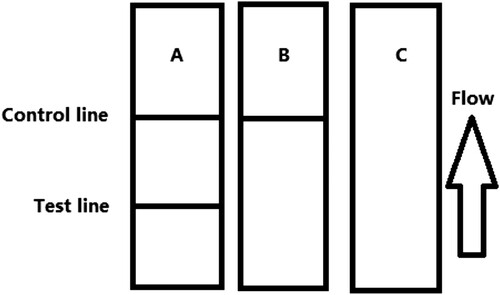 Figure 4. Illustration of typical strip test results. If the sample is negative (A), a positive result could be indicated only if the control line appears (B), and if the control and test line doesn’t appears (invalid) (C).