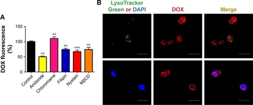 Figure 4 Endocytic pathway and intracellular trafficking of DOX@SUR nanoparticles.Notes: (A) Relative DOX fluorescence intensity in MCF-7/ADR cells after pretreatment with 2 mM amiloride, 10 μg/mL chlorpromazine, 10 μg/mL filipin, 20 μg/mL nystain or 5 mM MβCD for 30 min and then treatment with DOX@SUR nanoparticles at a DOX concentration of 5 μg/mL for 1 h, respectively. Data are expressed as mean value ± SD (n=3). **P<0.01, ***P<0.001 compared to the control group. (B) Confocal microscopic images of the intracellular localization of DOX@SUR nanoparticles in MCF-7/ADR cells treated with DOX@SUR nanoparticles at a DOX concentration of 5 μg/mL for 4 h. Scale bar: 25 μm.Abbreviations: DAPI, 4,6-diamidino-2-phenylindole; DOX, doxorubicin; SUR, surfactin; DOX@SUR, DOX-loaded surfactin; MβCD, methyl-β-cyclodextrin.