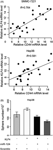 Figure 4. (A) Scatter plot of KLF4 mRNA level and CD44 mRNA level in Hep3B and SMMC-7221. The straight line indicates correlation, and R represents correlation coefficiency. (B) Sphere formation assay of Hep3B transfected with/without KLF4 and/or miR-124 (scramble sequence as control).