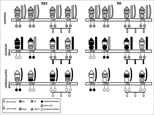 Figure 6. Binding on the NANOG promoter of retinoblastoma proteins and associated factors. The picture depicts the occupancy of 4 E2F binding sites on the NANOG promoter in a basal condition (CONTROL) and in cells with silenced or overexpressed BRG1. For clarity, RB2 binding is reported on the left with the RB1 binding on the right, but the 2 proteins may be present at the same time on the NANOG promoter. According to our model, in cells with silenced BRG1, the inhibition of NANOG transcription may occur mainly through recruitment of DNMT1 through binding with RB1 and/or RB2. This may promote the methylation of CpG dinucleotides in the NANOG promoter. In these cells, the lack of BRG1 is compensated by increased BRM binding. In cells overexpressing BRG1, the DNMT1 and RB1 binding on the NANOG promoter is drastically reduced, while the presence of HDAC1 and RB2 persists on E2F sites. In this condition, the inhibition of NANOG transcription may occur mainly through histone deacetylation.