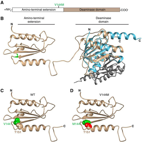 FIG 11 Predicted structure of ADAT3 and potential effects of the V144M mutation. (A) Schematic of ADAT3 with the location of the V144M mutation. (B) Based upon template-based tertiary structure prediction, ADAT3 is predicted to fold into two domains consisting of the amino-terminal extension and the deaminase domain. Valine 144 is highlighted in green in ball-and-stick form. The structure of the homodimeric E. coli TadA (PDB code 1Z3A) is aligned with the predicted C-terminal domain of ADAT3. Each monomer of TadA is shown in light blue and gray, respectively. (C) Amino-terminal extension of ADAT3, with the side chain of valine 144 shown in green in space-filling form. The side chain of threonine 151 is also shown in space-filling form in the same color as in the ribbon sequence. (D) Amino-terminal extension of ADAT3, with the V144M mutation shown in green. Atoms in the side chain of threonine 151 that clash with the methionine 144 side chain are shown in red.