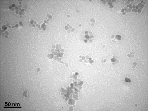Figure 4 TEM image of ZnO nanoparticles on a scale of 50 nm.