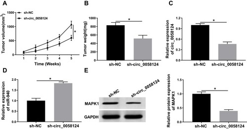 Figure 9 Effects of circ_0058124 on TC tumor growth in vivo.Notes: (A) Tumor volume was calculated with length × width2/2 method at the indicated time points. (B) Tumor weight was measured in mice. (C) The expression of circ_0058124 was detected by q-PCR to evaluate the transfection efficiency of sh-circ_0058124. (D) MiR-940 expression was tested by q-PCR in tumors. (E) The protein level of MAPK1 was determined by WB analysis in tumors. *P < 0.05.