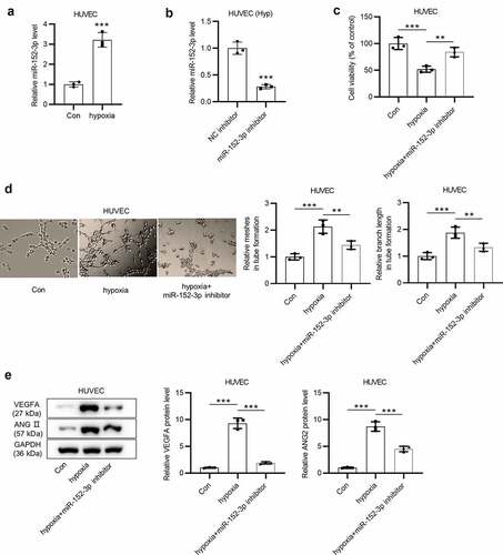 Figure 1. Inhibition of miR-152-3p mitigates hypoxia-induced angiogenesis in HUVECs. (a) miR-152-3p expression in HUVECs under hypoxia was examined by RT-qPCR in thrice. (b) The efficiency of miR-152-3p downregulation was measured by RT-qPCR in triplicate. (c) CCK-8 assays were conducted to detect the viability of HUVECs transfected with miR-152-3p inhibitor under hypoxia. each experiment was repeated three times. (d) Tube formation assays were applied to determine effects of mir-152-3p inhibitor on angiogenesis. the experiment was conducted in triplicate. (e) Western blot analyses were conducted three times to examine levels of angiogenesis-associated proteins (VEGFA and ANGII). **p < 0.01, ***p < 0.001