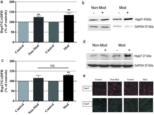 Figure 3. Western blot analysis and photomicrographs of Hsp47 and Hsp27 expression after 4:10-hour treatment. Means ± SEM of protein expression in samples exposed to Non-Mod or Mod CRET signals, normalized over the respective sham-exposed controls, and the corresponding representative blots (60 μg protein per lane) from the densitometric assays. For quantitative analysis, the density value of each band was normalized over that of the GAPDH protein. (a) Hsp47 expression; 5 or 6 repeats per experimental group. (b) Densitometry for Hsp47, representative blots. (c) Hsp27 expression; 6 repeats per experimental group. (d) Densitometry for Hsp27 protein, representative blots. NS. Not significant statistically. **: 0.001 ≤ p < 0.01, Student’s t-test. (e) Immunofluorescent staining for Hsp47 (red) and Hsp27 (green) intracellular location in CRET- and sham-exposed samples: representative micrographs in which the cell nuclei (blue) were Hoechst counterstained; original magnification: x400. While in sham-exposed samples, Hsp47 and Hsp27 formed small granular particles evenly distributed throughout the cytoplasm, increased and dense Hsp47 and Hsp27 immunostainings was found in the cytoplasm of CRET-exposed cells. Besides, although no obvious differences with respect to controls were detected in the Hsp47 immunostaining pattern of CRET-exposed samples, in many of these RF-stimulated cells, the Hsp47 labeling also concentrated along the distal end of their cytoplasmic prolongations