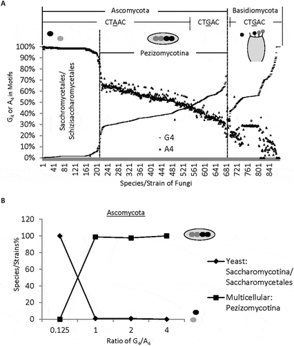 Figure 2. Distinct distribution of G4 and A4 among species/strains of different complexity. A. G4 and A4 percentages of 683 Ascomycota and 197 Basidiomycota species/strains, ranked by increasing G4%. Pezizomycotina comprises 99% of the subphyla of 475 multicellular Ascomycota species within the G4 range between 0.125 and 5.0. Note that the sudden decrease of A4 and increase of G4 separates multicellular from unicellular Ascomycota. B. Percentages of uni- or multi-cellular Ascomycota species with different thresholds of G4/A4 ratios (n = 212 unicellular, and 467 multicellular species). The ovals represent uni- or multi-cellular Ascomycota species. The Basidiomycota group also contains both uni- and multi-cellular species, but they are not clearly separated by their G4/A4 ratios. *: a group of C. neoformans strains with similar percentages of G4 or A4.