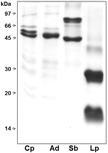 Figure 4. SDSPAGE comparative analysis under reducing conditions of protein fractions bound to NiNTA matrix and eluted with imidazole from TPEs of cowpea (Cp), adzuki bean (Ad), soybean (Sb) and lupin (Lp).