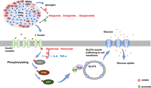 Figure 1 The signaling pathways and targets of drug action in normal humans after glucose uptake. In normal humans, blood glucose rises after food intakes and stimulates insulin secretion from pancreatic beta cells. Insulin first binds to the insulin receptor (IR) on the cell surface, which phosphorylates the insulin receptor itself, and the activated IR promotes phosphorylation of the tyrosine structural domain on the insulin receptor substrate (IRS), followed by signal transfer to the downstream PI3K/Akt2 pathway to amplify its active effect, and the activated Akt in turn continues to phosphorylate downstream effector molecules, including Rab-GTPase-activating protein, which ultimately translocates glucose transporter 4 (Glut-4)-vesicles from the cytosol to the cell membrane surface, regulating cellular glucose uptake. GLP-1 is known to inhibit glucagon secretion and promote insulin secretion. Dulaglutide, Albiglutide and Efpeglenatide, which are GLP-1 RAs, can lower blood glucose through both processes. Il-6 and TNF-α activation decreases the tyrosine kinase activity of insulin and impedes insulin-mediated glucose uptake in skeletal muscle and glucose uptake by adipocytes, both corresponding to the antagonists Olamkicept and Etanercept, which can block this pathway to achieve a lowering effect on blood glucose.