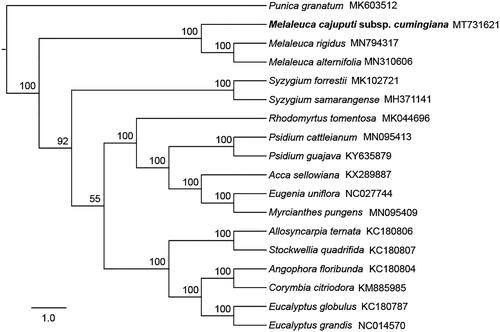 Figure 1. Maximum-likelihood tree shows the relationship among M. cajuputi subsp. cumingiana and other 16 species within Myrtaceae and one outgroup species (Punica granatum), using chloroplast gene sequences. Bootstrap supports based on 1000 replicates are given at the node.