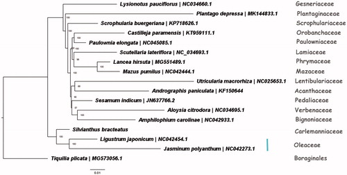 Figure 1. ML phylogenetic tree of 16 species within Lamiales based on 15 chloroplast genome sequences in GenBank, plus the chloroplast sequence of Silvianthus bracteatus. The tree is rooted with the Boraginales (Tiquilia plicata). Bootstraps (100,000 replicates) are shown at the nodes.
