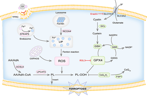 Figure 1 Schematic diagram of the mechanism of ferroptosis. Ferroptosis is a form of regulated cell death driven by iron-dependent lipid peroxidation. Ferroptosis is the result of imbalance in redox systems. The accumulation of ROS mainly mediated by iron overload is the key step which would lead to lipid peroxidation and destroy the cell membrane. GPX4 mediated enzymatic antioxidant process is a crucial defense mechanism against lipid peroxidation. The FSP1/CoQ10 axis also plays a role in negatively regulating ferroptosis.