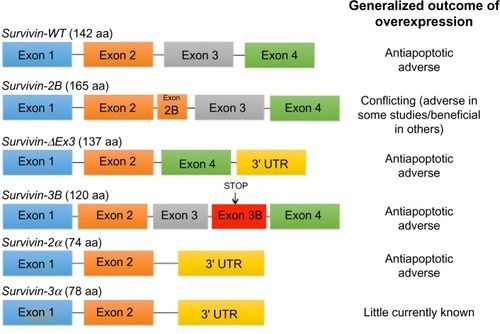 Figure 2 Splicing of the human survivin premessenger RNA produces six different splice variants.