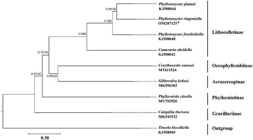 Figure 1. Phylogenetic tree using maximum likelihood (ML) analyses based on concatenated nucleotide sequences of 13 PCGs. Bayesian inference (BI) analyses show the same topology (not shown). The numbers under the branches are Bayesian posterior probabilities and bootstrap support values. Alphanumeric terms indicate the GenBank accession numbers.