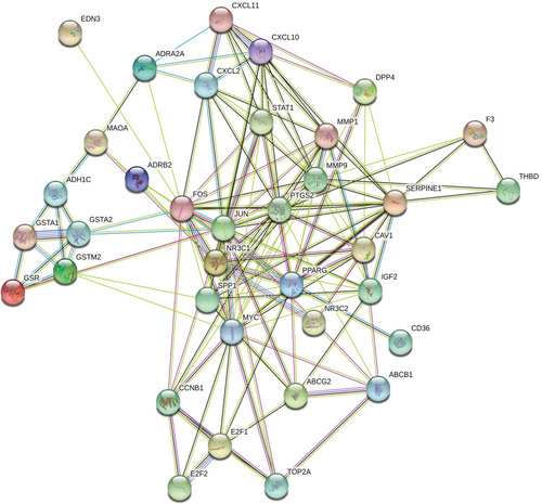 Figure 4 Protein–protein interaction (PPI) network of target genes. The network featured 36 nodes and 151 edges with a combined score >0.4 and PPI enrichment p-value < 1.0e−16.