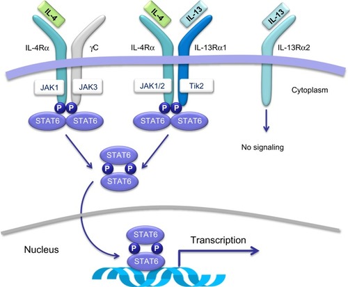 Figure 2 Membrane receptors and intracellular signaling pathways activated by IL-4 and/or IL-13. IL-4 and IL-13 exert their biological actions by activating a heterodimeric receptor complex consisting of the IL-4 receptor α-subunit (IL-4Rα) and the IL-13 receptor α1-subunit (IL-13Rα1).