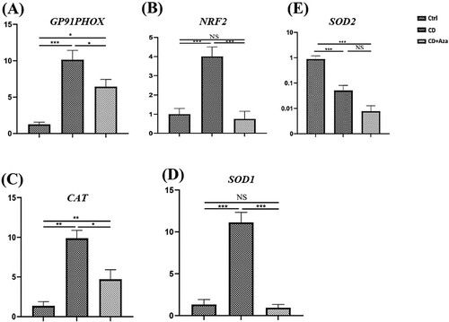 Figure 1. Elevated expression of oxidative stress markers in patients with CD (CD). Fold changing expression of GP91PHOX (A), NRF2 (B), CATALASE (C), SOD1 (D), SOD2 (E) were measured in the PBMCs of CD patients before and after prescription of Azathioprine (Aza). Data are shown as average ± standard deviation (SD). Comparison between CD, Azathioprine receiving CD patients (CD + Aza) groups and healthy controls (Ctrl) was performed by One-way ANOVA and Turkey’s post hoc test. *P-value < 0.05, **P-value < 0.01, ***P-value < 0.05, NS: non-significant.