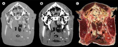 Figure 6. (A) Bone window CT image, (B) soft-tissue window CT image and (C) anatomic section at the level of myelencephalon.All views are rostral. 1, parietal bone; 2, transverse sinus; 3, temporal muscle; 4, cerebellar vermis; 5, cerebellar hemisphere; 6, temporal sinus; 7, fourth ventricle; 8, pons; 9, basilar part of occipital bone; 10, petrous part of temporal bone; 11, rectus ventralis and longus capitis muscles; 12, pars laryngea pharyngis; 13, hyoid bone; 14, ramus of mandible; 15, parotid gland and masseter muscle; 16, medial pterygoideus muscle; 17, vestibule of larynx; 18, pharyngeal muscles; 19, mandibular gland.
