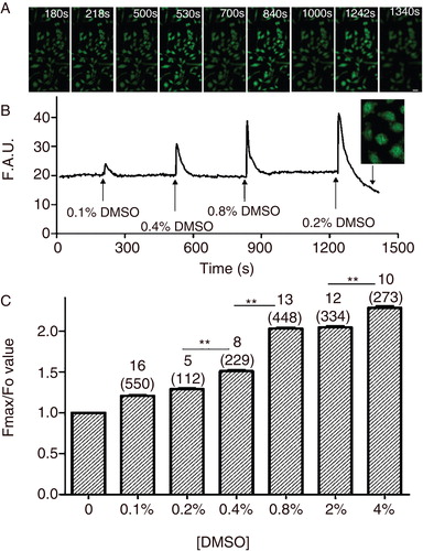 Figure 2. Dose-dependent effect of DMSO on intracellular Tl+ fluorescence changes in CHO-K1 cells. (A) Representative intracellular Tl+ fluorescent images upon sequential DMSO exposures at increasing concentration. 180 s: stable fluorescent level before addition of DMSO; 218 s, 530 s, 840 s and 1242 s: Immediately after application of 0.1%, 0.4%, 0.8% and 2% DMSO, respectively; 500 s, 700 s and 1000 s: stable fluorescent level after DMSO application. Inset: Representative image shows membrane blebbing of the CHO cells induced by 2% DMSO. (B) Representative raw data traces for time course of sequential DMSO exposures at increasing concentration on Tl+ influx. (C) Statistic summary on relative Tl+ fluorescent intensity (Fmax/F0) upon application of different concentrations of DMSO. The number of independent experiments is indicated on the bar figure, while the number of cells used for statistical analysis is shown in the parenthesis. [DMSO], concentration of DMSO (v/v). (*P < 0.05, **P < 0.001; one-way ANOVA). This Figure is reproduced in color in the online version of Molecular Membrane Biology.