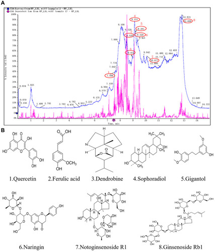 Figure 1 The results of the HPLC-ESI-Q-TOF analysis of Qihu. The results of the HPLC-ESI-Q-TOF analysis of Qihu. (A) The main components chemical structures of Qihu were 1. Quercetin, 2. Ferulic acid, 3. Dendrobine, 4. Sophoradiol, 5. Gigantol, 6. Naringin, 7. Notoginsenoside R1, and 8. Ginsenoside Rb1. (B) All of these compounds are the main ingredients of Panax notoginseng, Dendrobium nobile, Astragalus membranaceus and Pueraria lobata, etc.