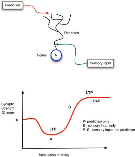 Figure 14. (Top) Top-down, predictive, distal and bottom-up, sensory, proximal inputs to a neuron. (Bottom) Changes in synaptic strength as a function of post-synaptic stimulation intensity.