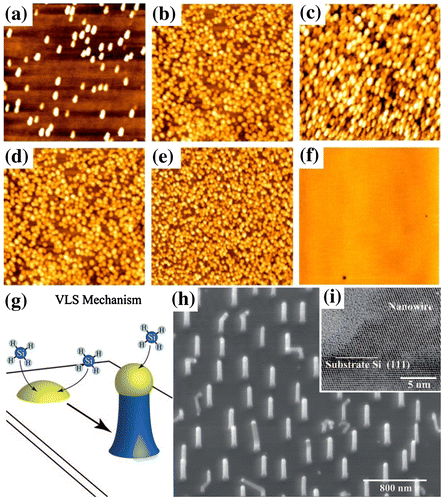 Figure 10. InAs islands grown at different V/III ratios [(a) 15, (b) 25, (c) 35] and different temperatures [(d) 400°C, (e) 450°C, (f) 500°C]. Reprinted with permission from [Citation50]. Copyright 2013 Institute of Physics. (g) Schematic of VLS mechanism. Reprinted with permission from [Citation51]. Copyright 2010 American Chemical Society. Low (h) and high resolution (i) transmission electron microscopy images of Si nanowires. Reprinted with permission from [Citation52]. Copyright 2005 Hanser.