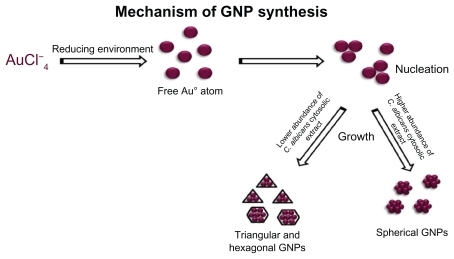 Figure 11 Mechanism of C. albicans cytosol mediated gold nanoparticles. Abbreviation: GNPs, Gold Nanoparticles.
