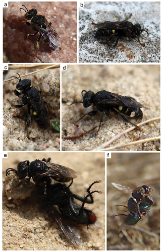 Figure 1. Adult specimen of Oxybelus trispinosus. (a) Male; (b–d) Female; (e) Female with prey at nest entrance; (f) Female with prey in flight.