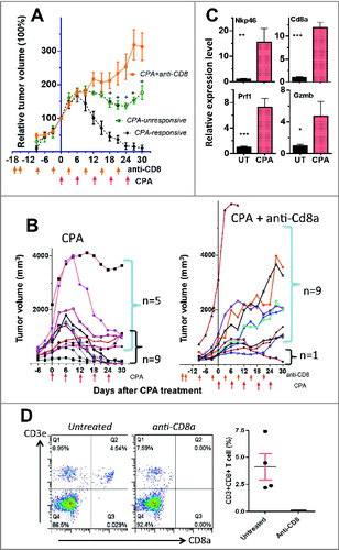 Figure 3. CD8+ T-Cell depletion abolishes CPA–90-induced Gl261 tumor regression. (A) Normalized growth curves for GL261 tumors treated with CPA-90 alone (n = 5 unresponsive tumors; 9 responsive tumors) or CPA-90 + anti-CD8a antibody (n = 10) on days marked beneath the x-axis (arrows). Data shown are mean ± SEM. Mean tumor volume on the day of first CPA treatment (Day 0) was 897 ± 336 mm3 for CPA–90-unresponsive tumors, 702 ± 133 mm3 for CPA–90-responsive tumors and 847 ± 265 mm3 for the CPA-90 + anti-CD8 group. The CPA–90-unresponsive tumors grew significantly slower than tumors in the CPA-90 + anti-CD8 group starting from Day 18 after CPA treatment (+, p < 0.05, one-tailed t-test). (B) Growth curves for individual tumors treated with CPA-90 alone (left) or CPA-90 + anti-CD8a (right), with n = 5 unresponsive tumors and n = 9 regressing tumors 30 days after beginning CPA-90 treatment, which was significantly different from the CPA-90 + anti-CD8a co-treatment group (n = 9 unresponsive and n = 1 regressing tumors) by Fisher's exact test, p-value = 0.013. (C) Relative gene expression of NK-cell marker Nkp46, CTL marker Cd8a, and their common effectors Prf1 and Gzmb assayed by qPCR in GL261 tumors treated with 3 CPA-90 cycles, as in (A). Tumors were sampled 6 days after the third CPA injection. Mean ± SEM: n = 7 untreated tumors, n = 4 CPA–90-treated tumors. Two-tailed t-test: *, p < 0.05; **, p < 0.01; ***, p < 0.001. (D) FACS analysis of Cd3e+CD8a+ T-cell levels in peripheral blood from GL261-bearing untreated mice or mice treated with anit-CD8a antibody. Blood samples were collected from mouse tail tip 6 days after the second antibody injection, as shown in (A). Shown are representative plots from each group, with quantification of the FACS data shown on the right: mean ± SEM: n = 4 per group. CD8+ T-cell depletion was > 99% complete.