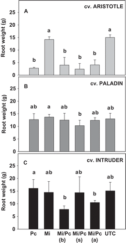 Fig. 3 Effects of Phytophthora capsici and Meloidogyne incognita co-inoculation on fresh root weight of three bell pepper cultivars: (a) ‘Aristotle’, (b) ‘Paladin’ and (c) ‘Intruder’. Mean values are combined results from two trial (trial × treatment, P = 0.93; N = 20). Pc = P. capsici, Mi = M. incognita and UTC = untreated control. Mi/Pc (b), Mi/Pc (s), and Mi/Pc (a) indicate M. incognita was inoculated before, at the same time as, and after P. capsici, respectively. Treatments within each cultivar with different letters are significantly different according to Fisher’s protected least significant difference test (P ≤ 0.05). Error bars are standard errors of the means of two experiments.
